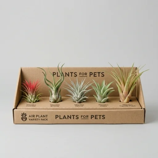 Plants for Pets Air Plant Tillandsia Variety Pack