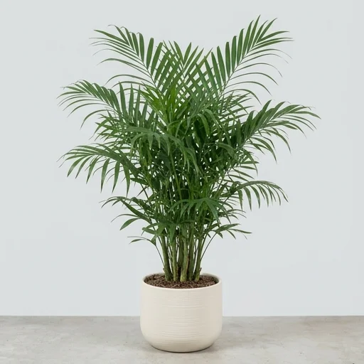Costa Farms Bamboo Palm (Chamaedorea seifrizii)