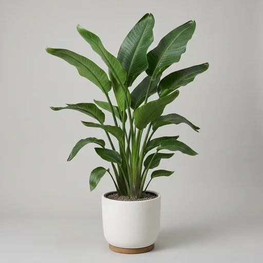 Costa Farms Bird of Paradise (Strelitzia nicolai)