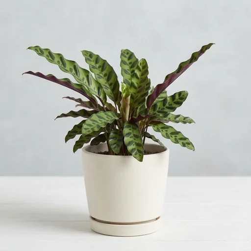 Costa Farms Calathea Lancifolia Rattlesnake Plant