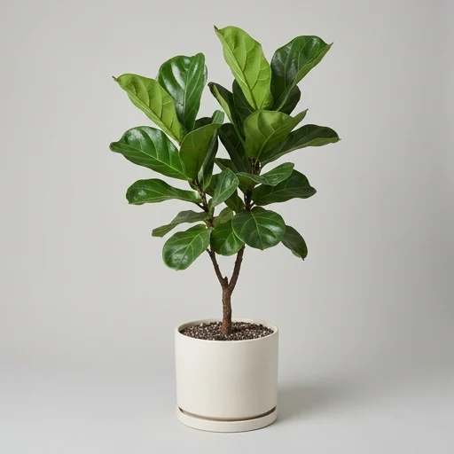 The Sill Fiddle Leaf Fig