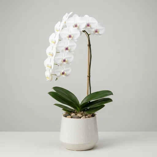 Just Add Ice Orchid Phalaenopsis