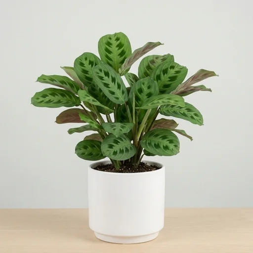 Costa Farms Prayer Plant (Maranta leuconeura)