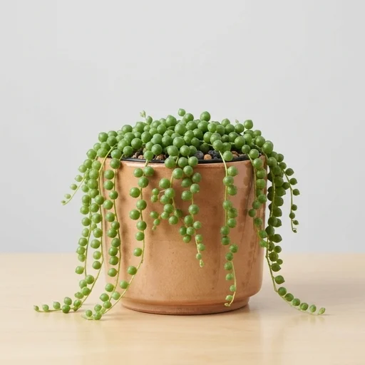 Succulents Box String of Pearls